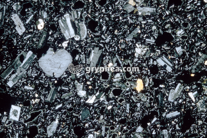 Trachyte LPA x3,5 - gryphea.com